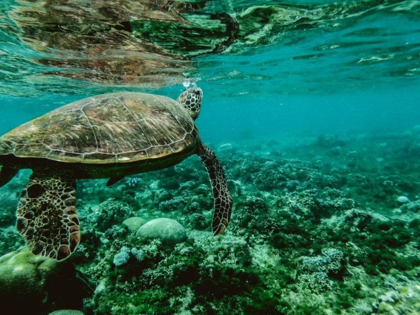 5 animales marinos en Costa Rica que debes conocer (y donde verlos)
