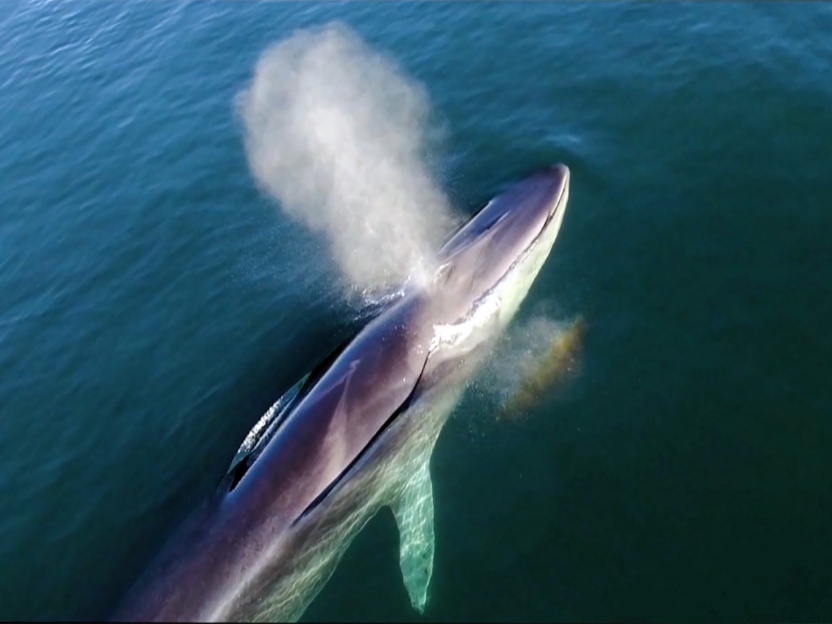 avistamiento-ballena-azul