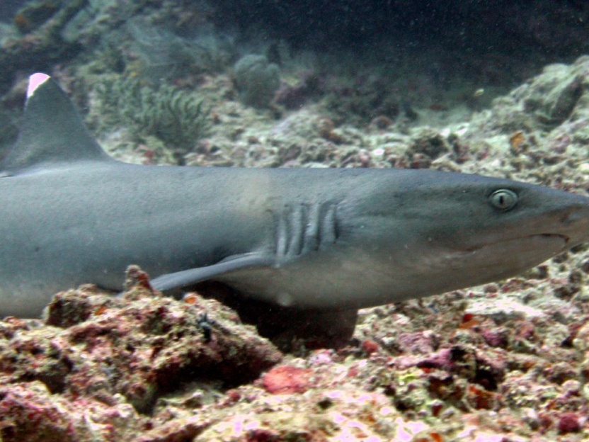 buceo-en-baja-california-tiburon punta blanca