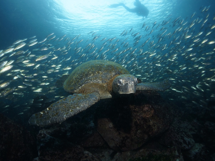 Buceo en Galápagos: un destino soñado 🐢 ⭐⭐⭐