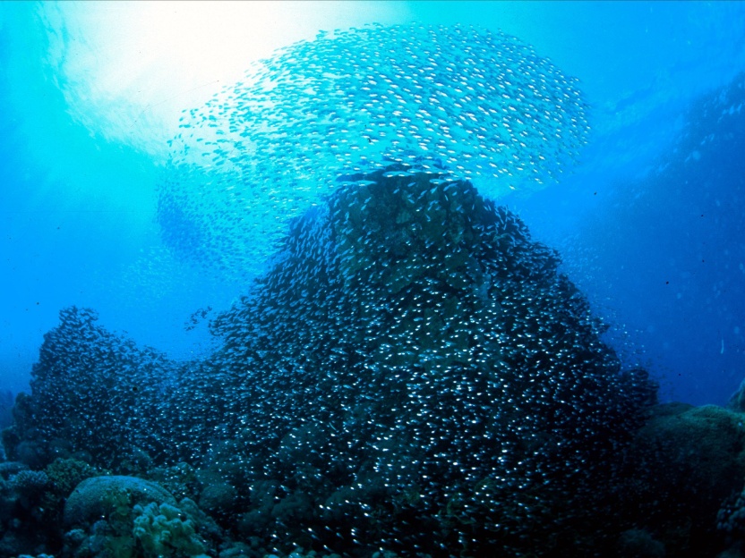 fotografia submarina gran angular banco de peces alto contraste