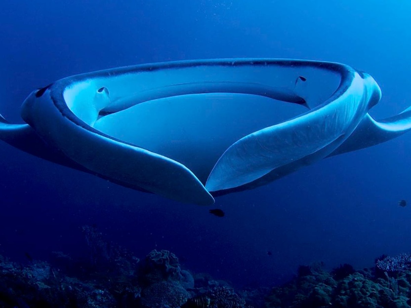 Manta Raya, una gigante del océano de la que sabemos muy poco.