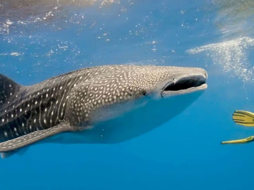 Nado con tiburón ballena en México: guía completa ,Nado con tiburón ballena en México: guía completa ,