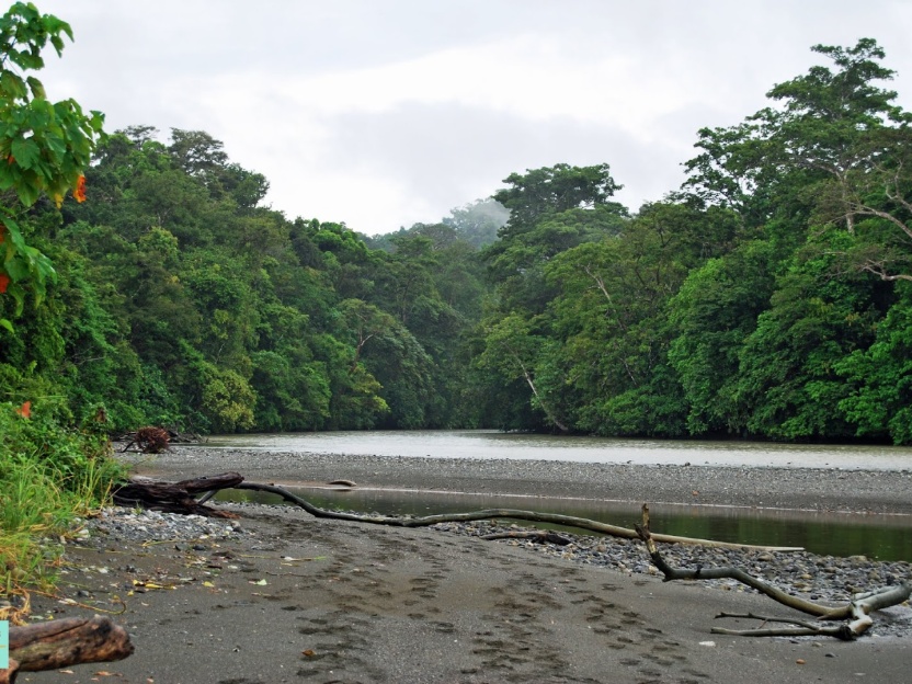 Parque Nacional Corcovado Costa Rica. Guía Turística