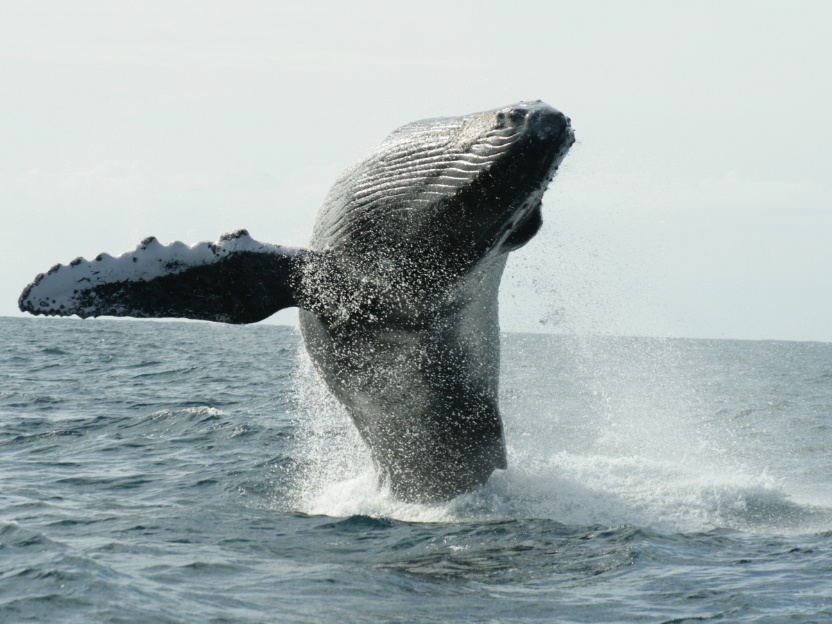 ver-ballenas-jorobadas-baja-california-mexico